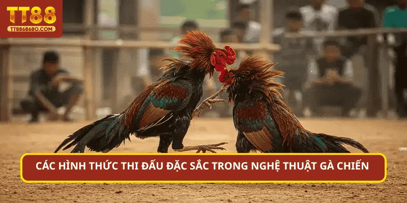 Các hình thức thi đấu đặc sắc trong nghệ thuật gà chiến