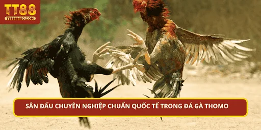 Sân đấu chuyên nghiệp chuẩn quốc tế trong đá gà Thomo